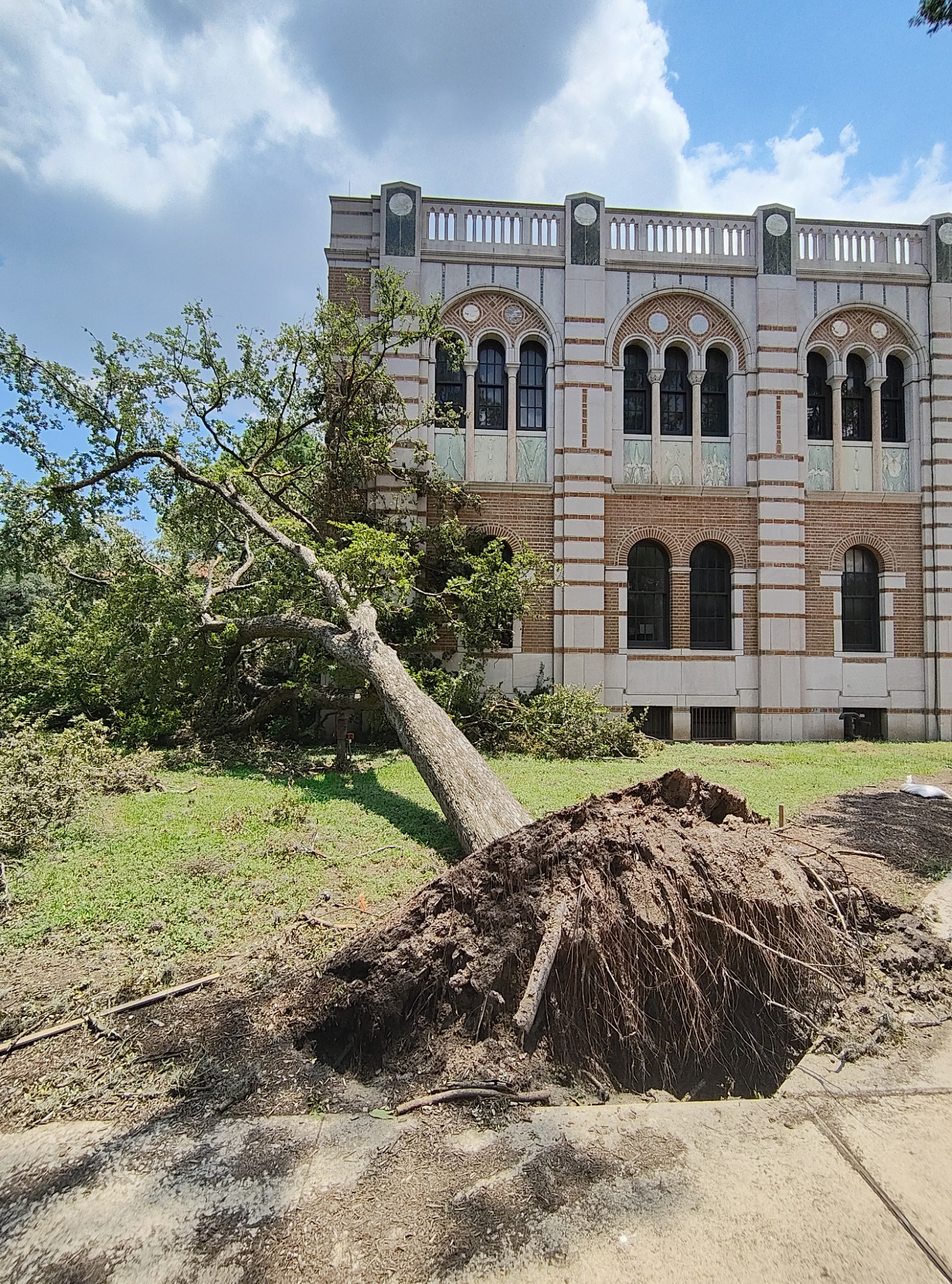 A tree blown over by a past hurricane